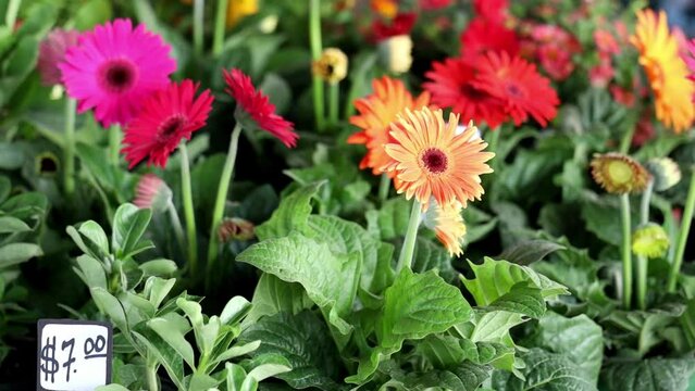 Selective focus shot of Transvaal daisy for sale in farmers market in daytime with blur background