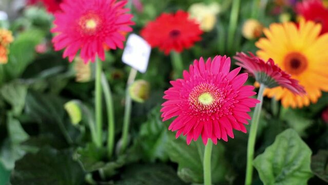 Selective focus shot of Transvaal daisy for sale in farmers market in daytime with blur background