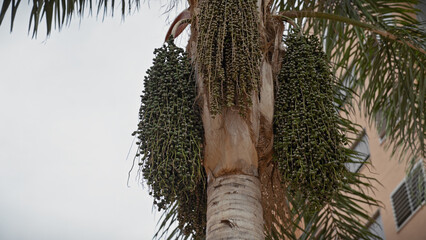 A close-up view of the abundant green fruits of a palm tree, set against the backdrop of a...