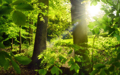 Woodland scenery with the sun shining behind lush green trees, with green foliage framing two tree trunks in the middle - 764939251