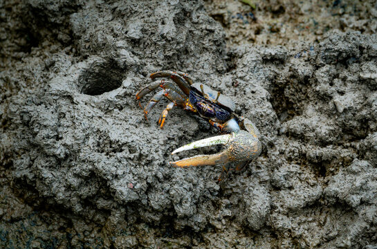 male fiddler crab in the mud with huge claw