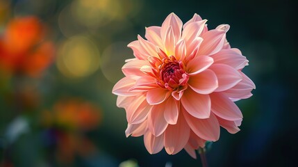 Fototapeta premium defocused close up view of dahlia flower