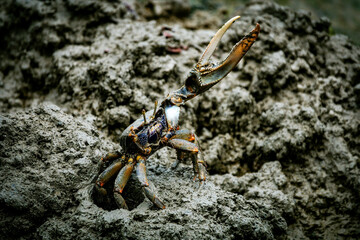 male fiddler crab in the mud with huge claw