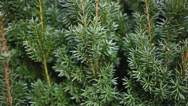 Juniper branches swing in the wind. Close-up