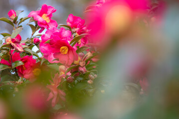 晴れた公園　真っ赤なサザンカが咲く風景