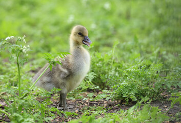 Canadian gosling close up, looking for food in the vegetation on the edge of a lake.