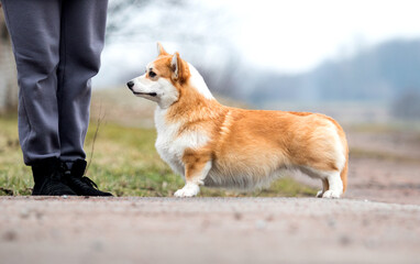 Pembroke Welsh Corgi dog stands sideways during training - 764947079
