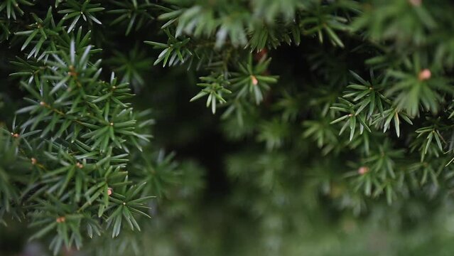 Juniper branches swing in the wind. Close-up