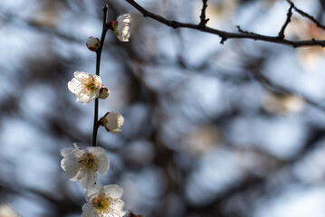 白梅が咲き始めた公園　2月の風景