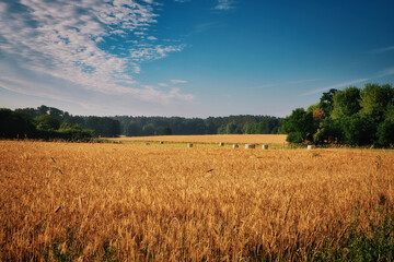 Korn - Ecology - Corn - Bioeconomy - Golden wheat field and sunny day - High quality photo	