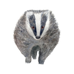 Badger watercolor flat illustration isolated on white