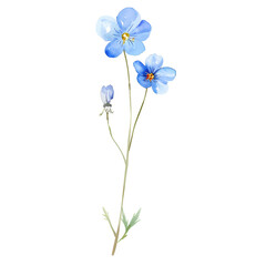 Obraz premium Wild flower watercolor clipart. 