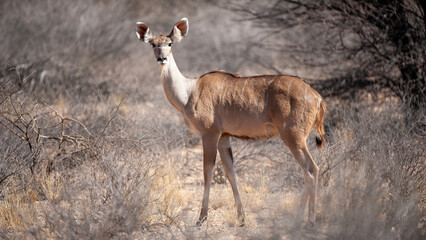   Kudu ( Tragelaphus strepsiceros) Kgalagadi Transfrontier  Park, South Africa