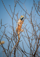 Ground Agama (Agama aculeata) Kgalagadi Transfrontier Park, South Africa