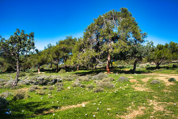 Walking trail through the open pine- and carob forest near Pissouri, border Paphos and Limassol District, Cyprus. Spring flowers, especially anemones, in the grass.
 - obrazy, fototapety, plakaty