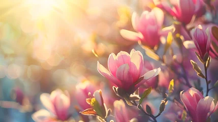 Gardinen Beautiful Magnolia in full bloom  © Ziyan
