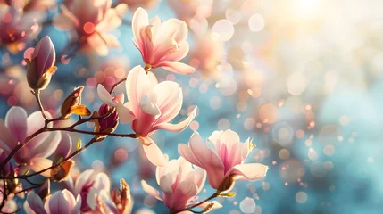 Fotobehang Beautiful Magnolia in full bloom  © Ziyan