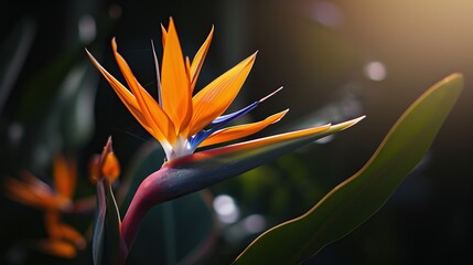 Bird of paradise flower Strelitzia reginae. natural background