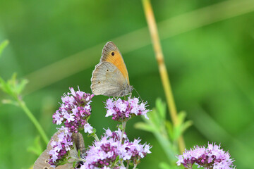 Satyrinae butterflies fly in a meadow full of colorful flowers - 764967434