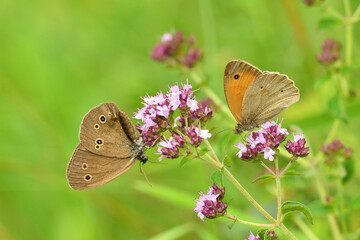 Satyrinae butterfly and bee sitting together on origanum flower - 764967463