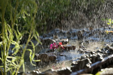Rainy nature
