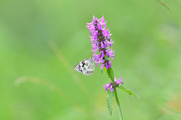 Satyrinae butterfly and bee sitting together on origanum flower - 764967609