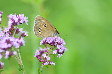 Satyrinae butterflies fly in a meadow full of colorful flowers - 764967693
