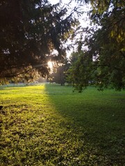 sun rays in the forest