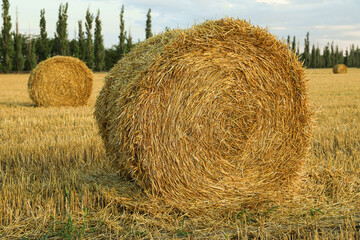 Beautiful view of agricultural field with hay bales