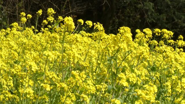 菜の花畑に舞う昆虫達

