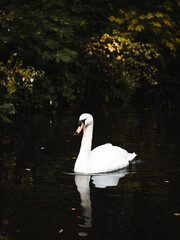 Cisne blanco nadando en un lago en St. Stephens Green Park en Dublin