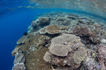 Corals compete for space to grow on a shallow, biodiverse reef in Raja Ampat, Indonesia. This tropical region is known as the heart of the Coral Triangle due to its incredible marine biodiversity.