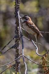 Rustic bunting