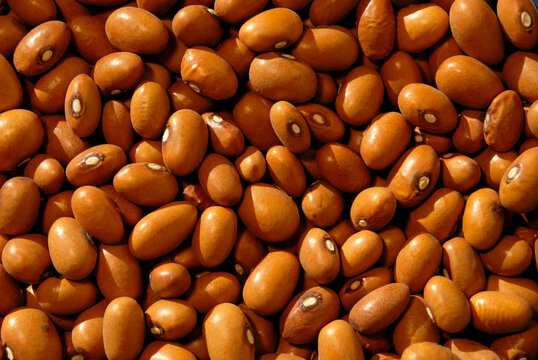 General stock - Brown beans