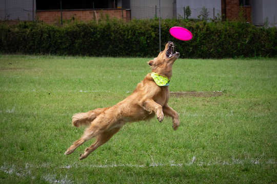 Golden Retriever Dog Wearing Yellow Bandana Jumping Playing Catching Pink Frisbee Disc. Disc Dog. Selective Focus