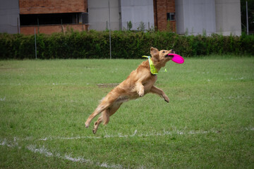 Golden retriever dog wearing yellow bandana jumping playing catching pink frisbee disc. Disc dog. Selective focus