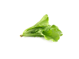 Fresh green Lettuce leaves salad leaf, transparent background