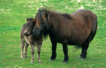 Poney des Shetland,