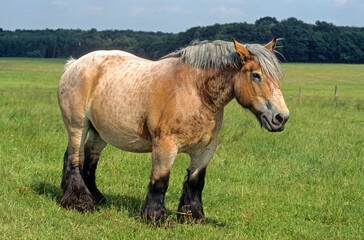 Cheval Ardennais, cheval de trait