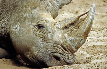 Fototapeta premium Rhinoceros blanc, Cerathotherium simum, Afrique
