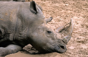 Obraz premium Rhinoceros blanc, Cerathotherium simum, Afrique