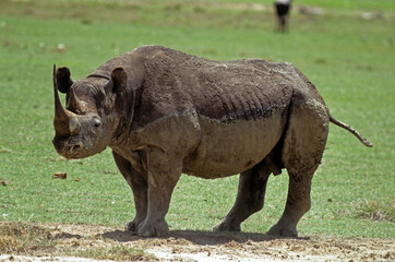 Fototapeta premium Rhinoceros noir , Diceros bicarnis , Parc national du crater N.Gorongoro , Tanzanie