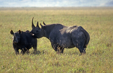 Rhinocéros noir, diceros bicornis, Femelle, jeune, Parc national du N.Gorongoro crater, Tanzanie © JAG IMAGES