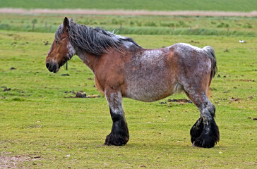 Fototapeta na wymiar Cheval Ardennais, cheval de trait
