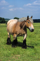 Cheval Ardennais, cheval de trait
