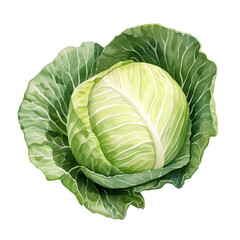 Fototapeta premium cabbage watercolor clipart isolate on transparent background