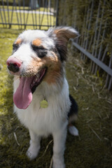 Australian shepherd merle sitting down on grass background sticking tongue out. selective focus