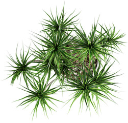 Top view of potted houseplant