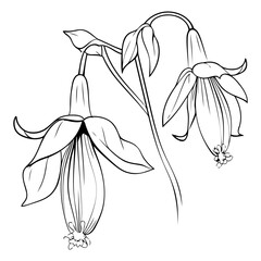 Vector Fuchsia floral botanical flowers. Wild spring leaf wildflower isolated. Black and white engraved ink art. Isolated fuchsia illustration element on white background. - obrazy, fototapety, plakaty