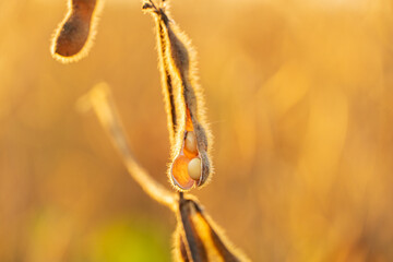 Close-up of a soybean pod illuminated by the sun. Ripe soybean pod ready for harvest